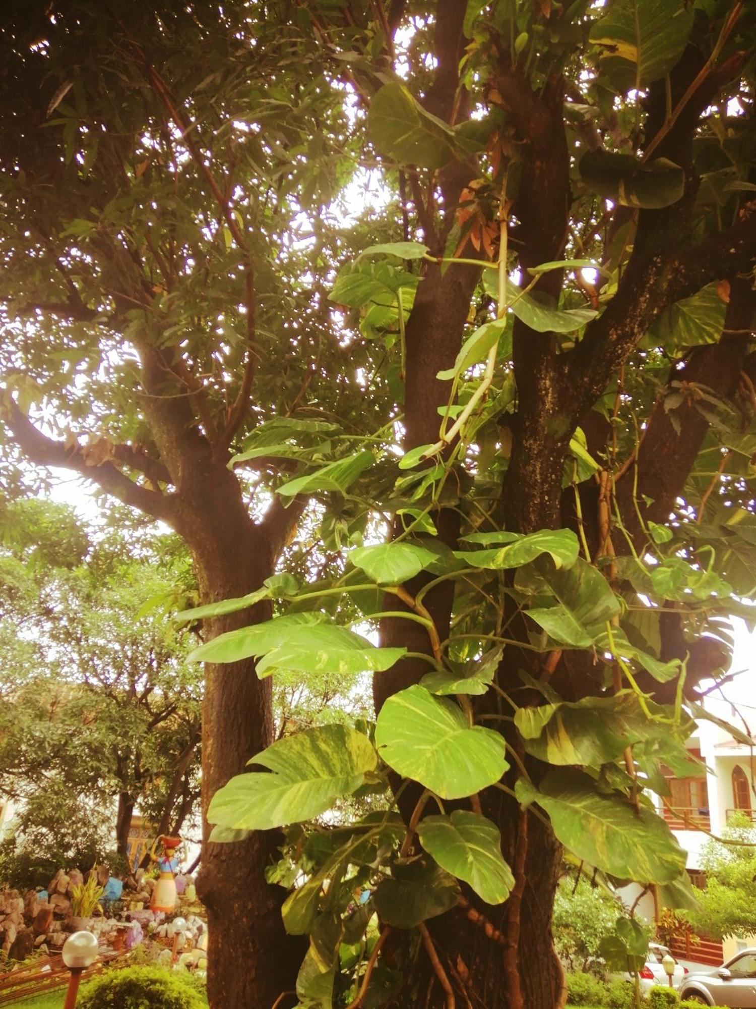 Ganga Vatika Boutique Hotel, Rishīkesh Buitenkant foto